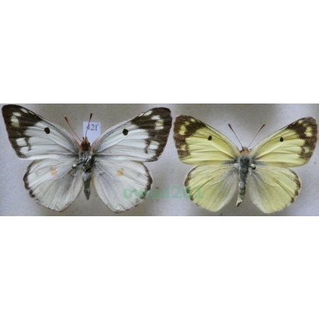 Colias hyale (Linnaeus, 1758) pair Szlaczkoń siarecznik Poland42f